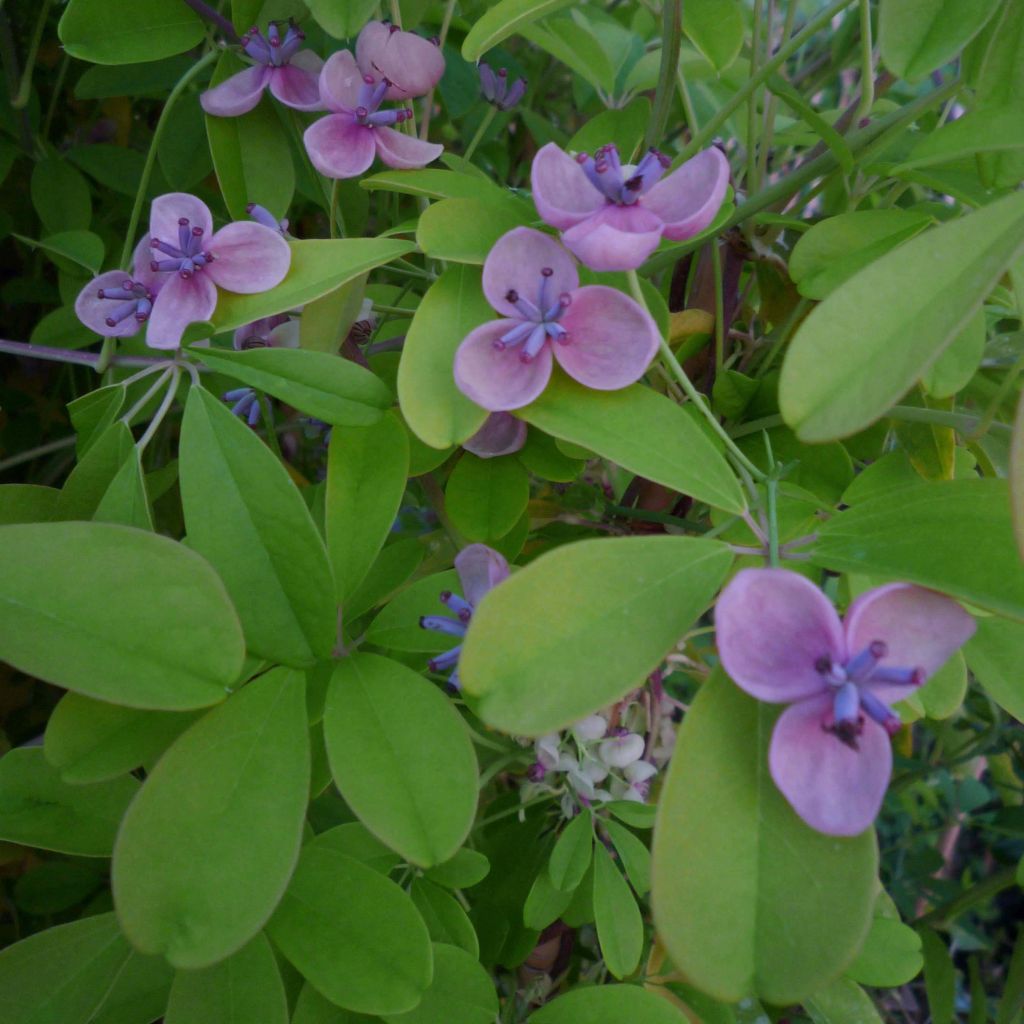 Rinneakebia Silver Bells