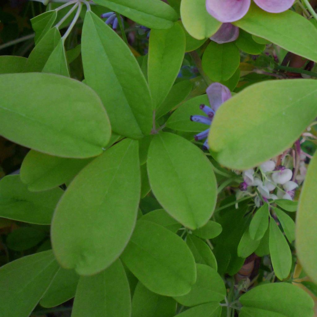 Rinneakebia Silver Bells