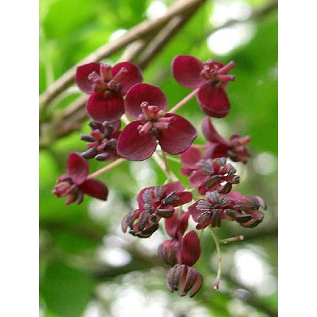 Rinneakebia - Akebia x pentaphylla