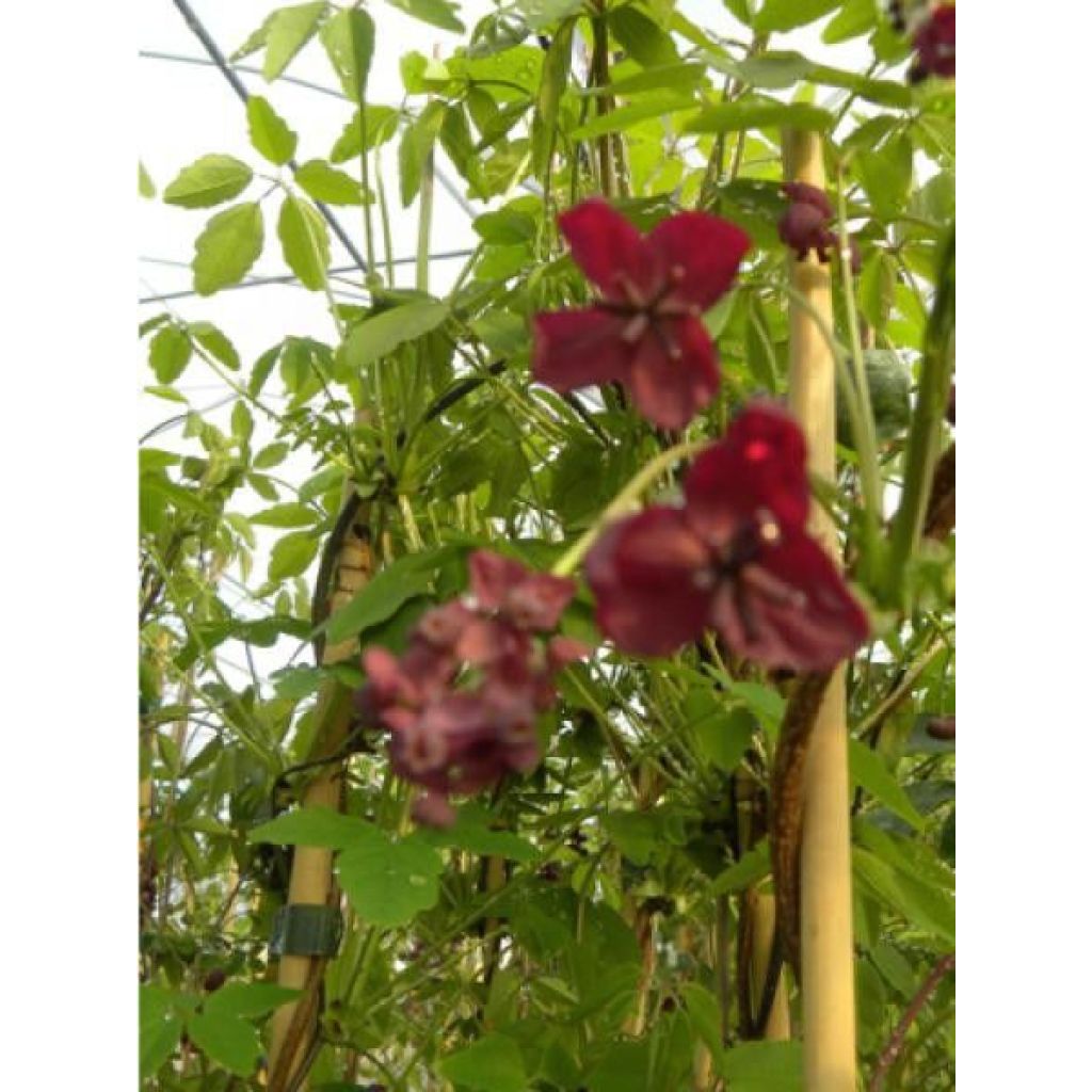 Rinneakebia - Akebia x pentaphylla
