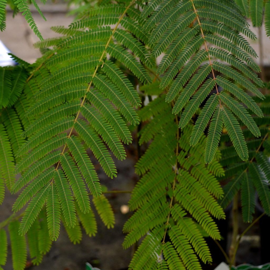 Silkkialbitsia Ombrella