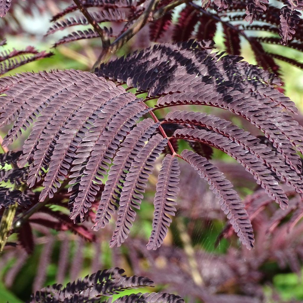 Silkkialbitsia Summer Chocolate