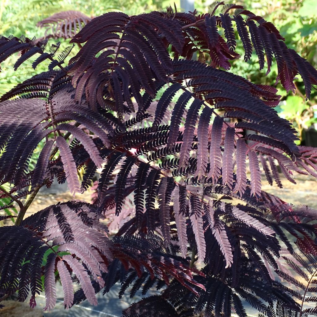 Silkkialbitsia Summer Chocolate