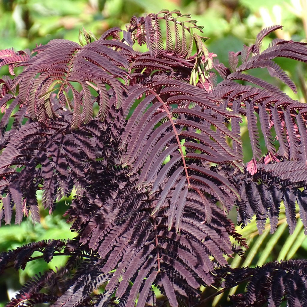 Silkkialbitsia Summer Chocolate