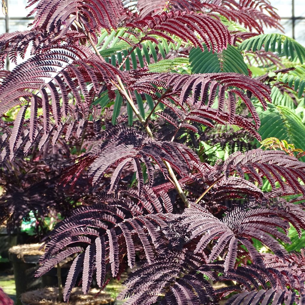 Silkkialbitsia Summer Chocolate