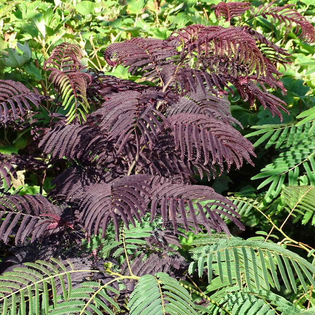 Silkkialbitsia Summer Chocolate