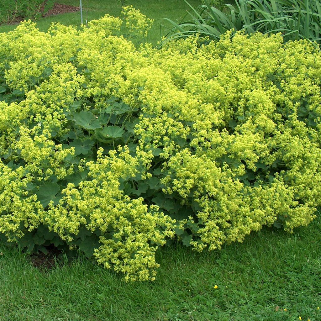 Jättipoimulehti - Alchemilla mollis
