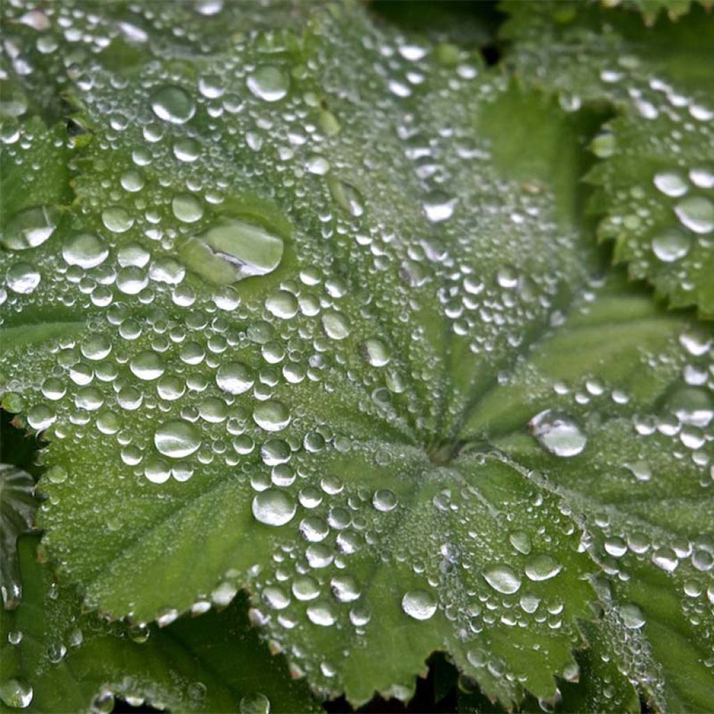 Jättipoimulehti - Alchemilla mollis