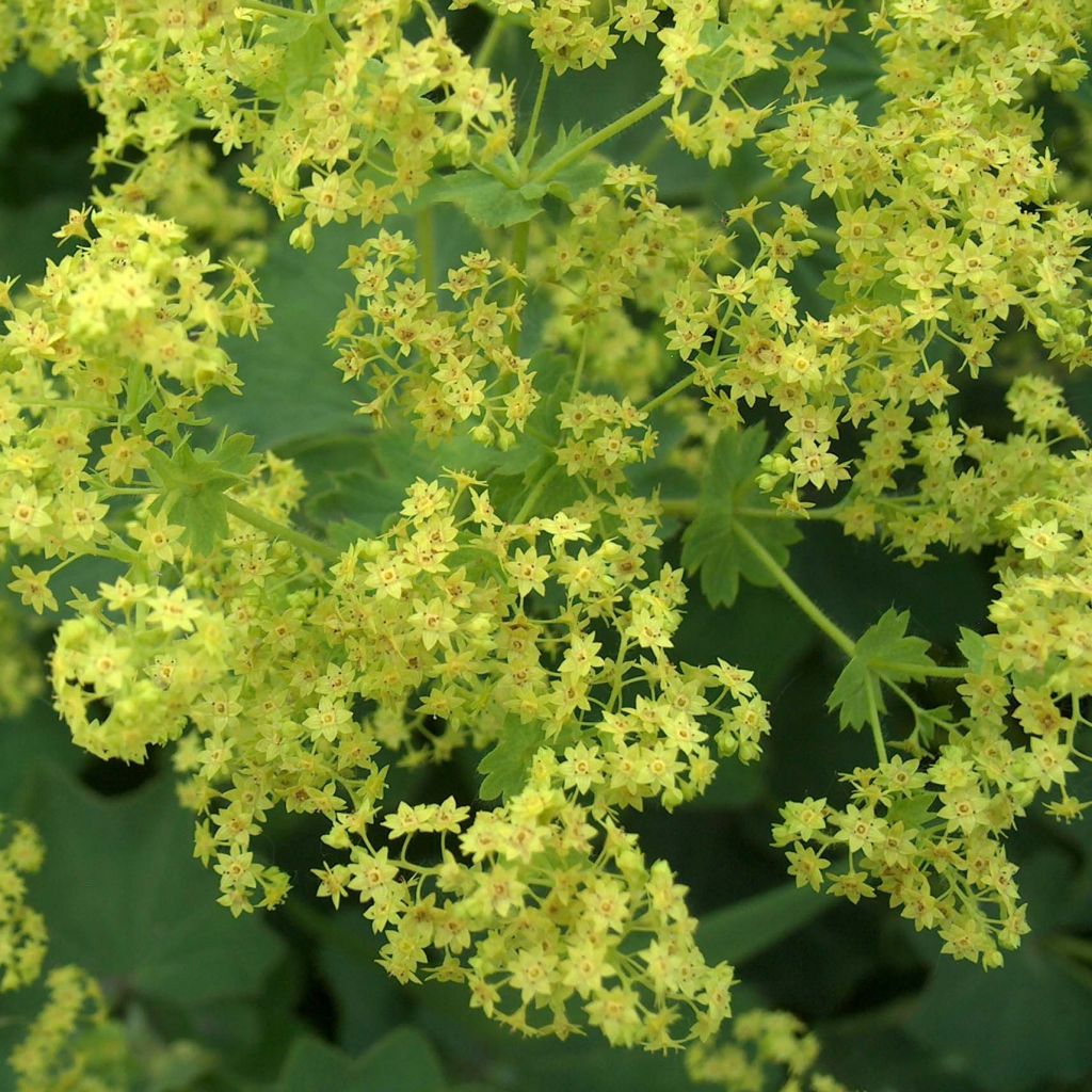 Jättipoimulehti - Alchemilla mollis