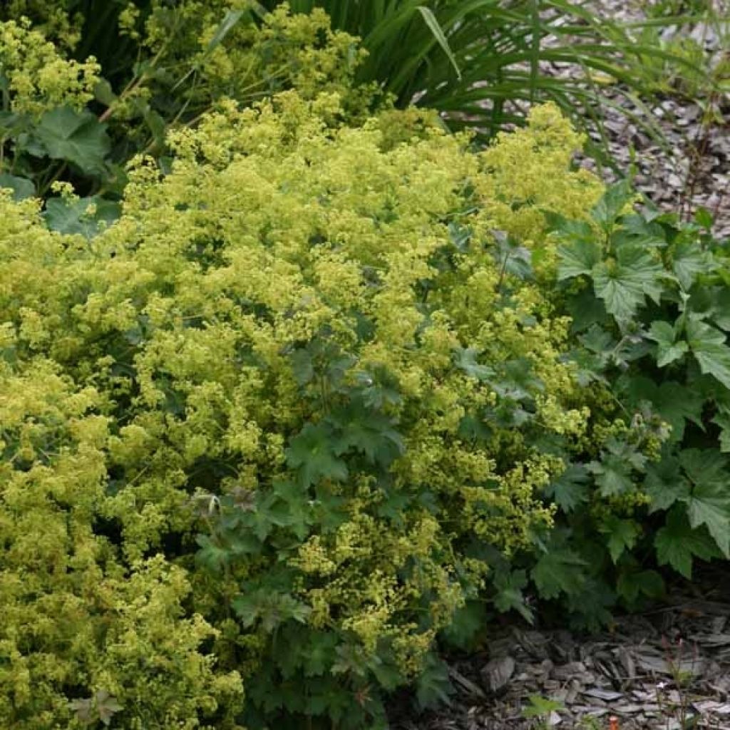 Jättipoimulehti - Alchemilla mollis