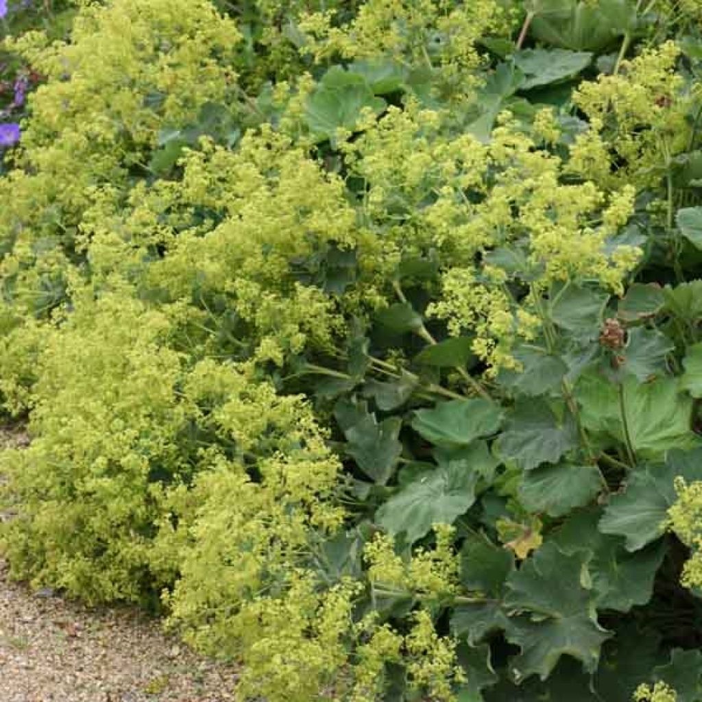 Jättipoimulehti - Alchemilla mollis