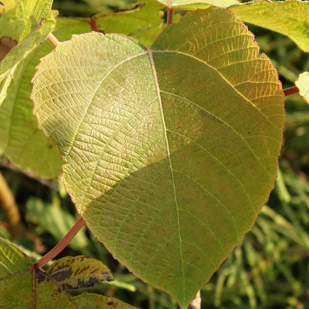 Alchornea davidii
