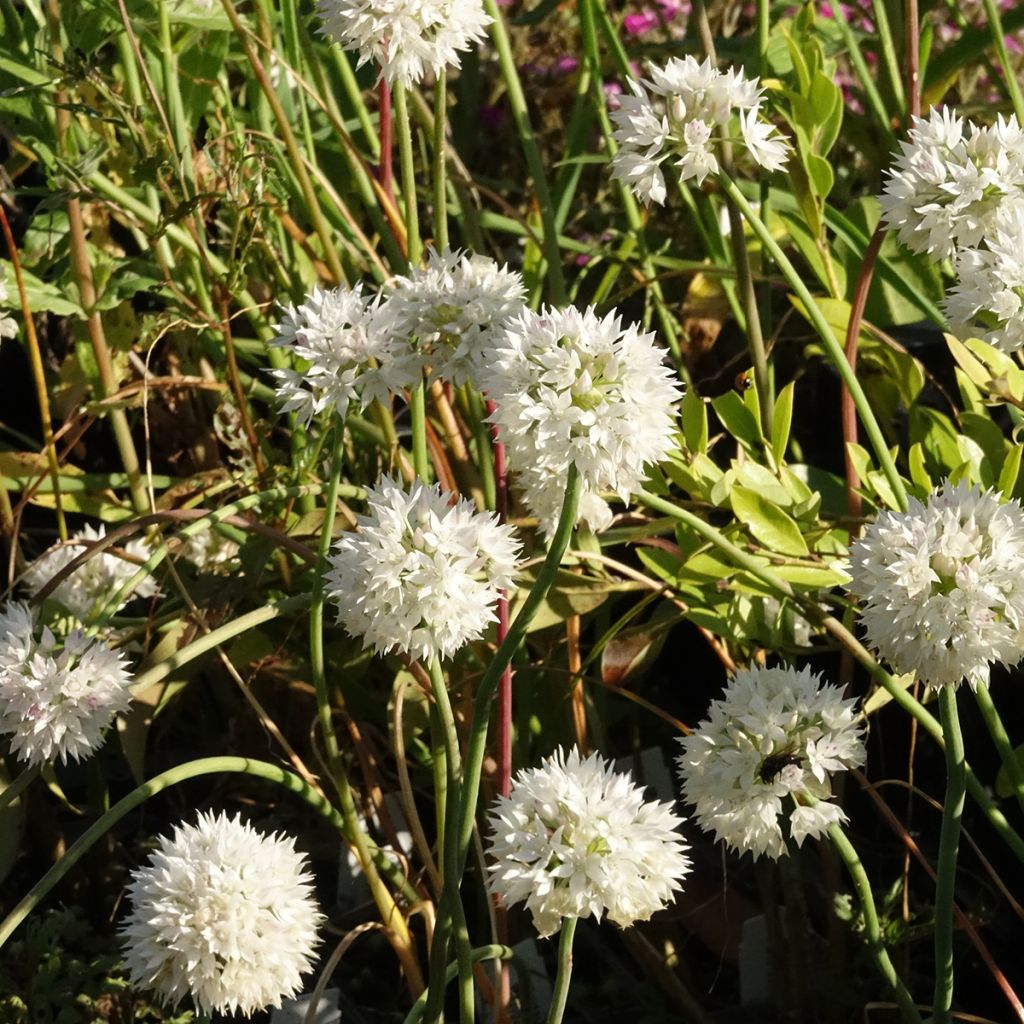 Laukka Graceful - Allium amplectens