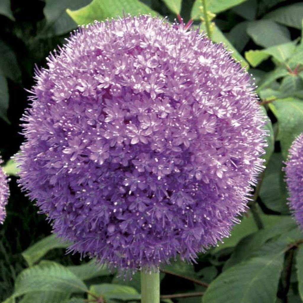 Jättilaukka - Allium giganteum