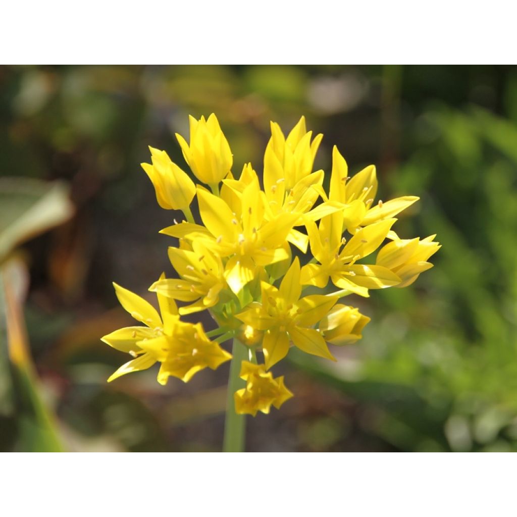 Keltalaukka - Allium moly