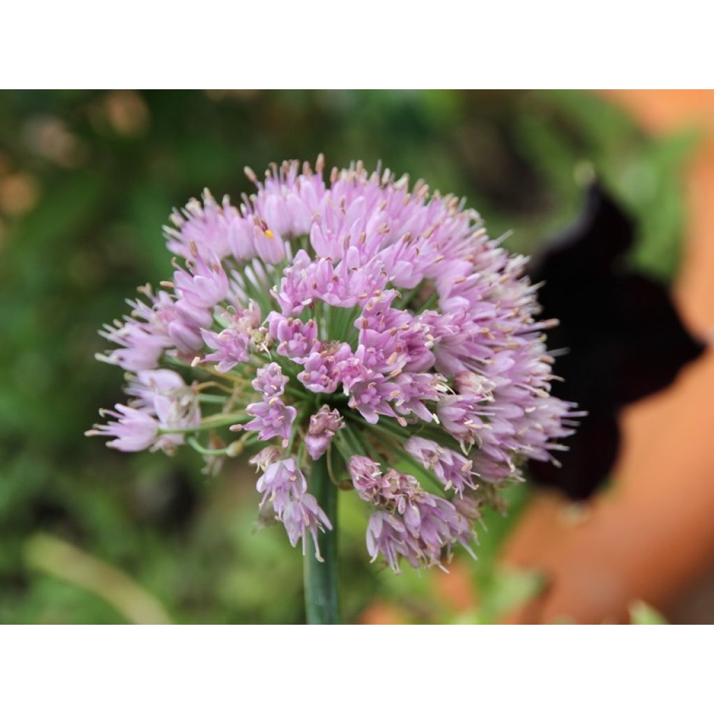 Vaarinlaukka - Allium senescens subsp. montanum