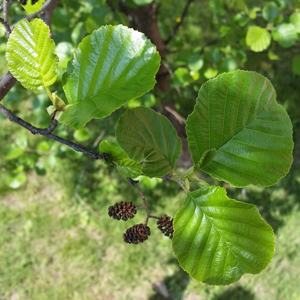 Tervaleppä - Alnus glutinosa