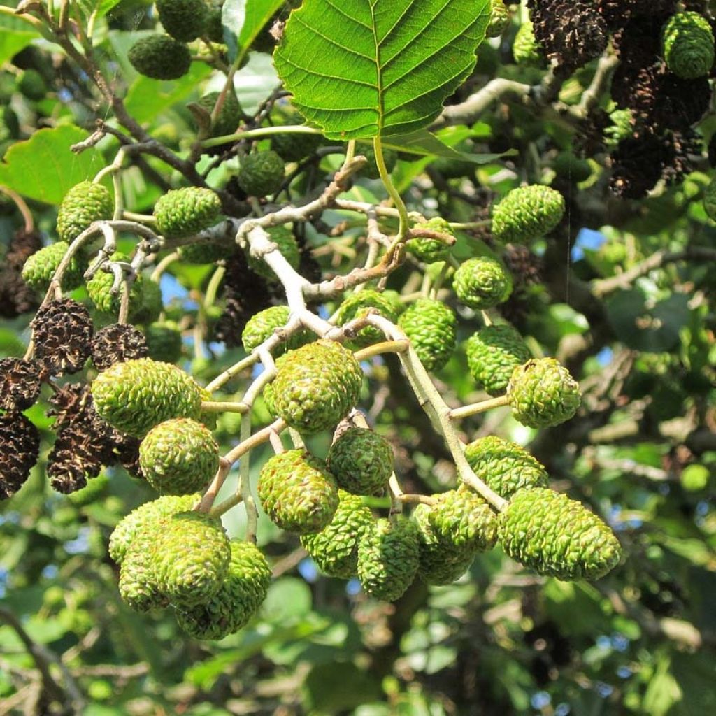 Tervaleppä - Alnus glutinosa