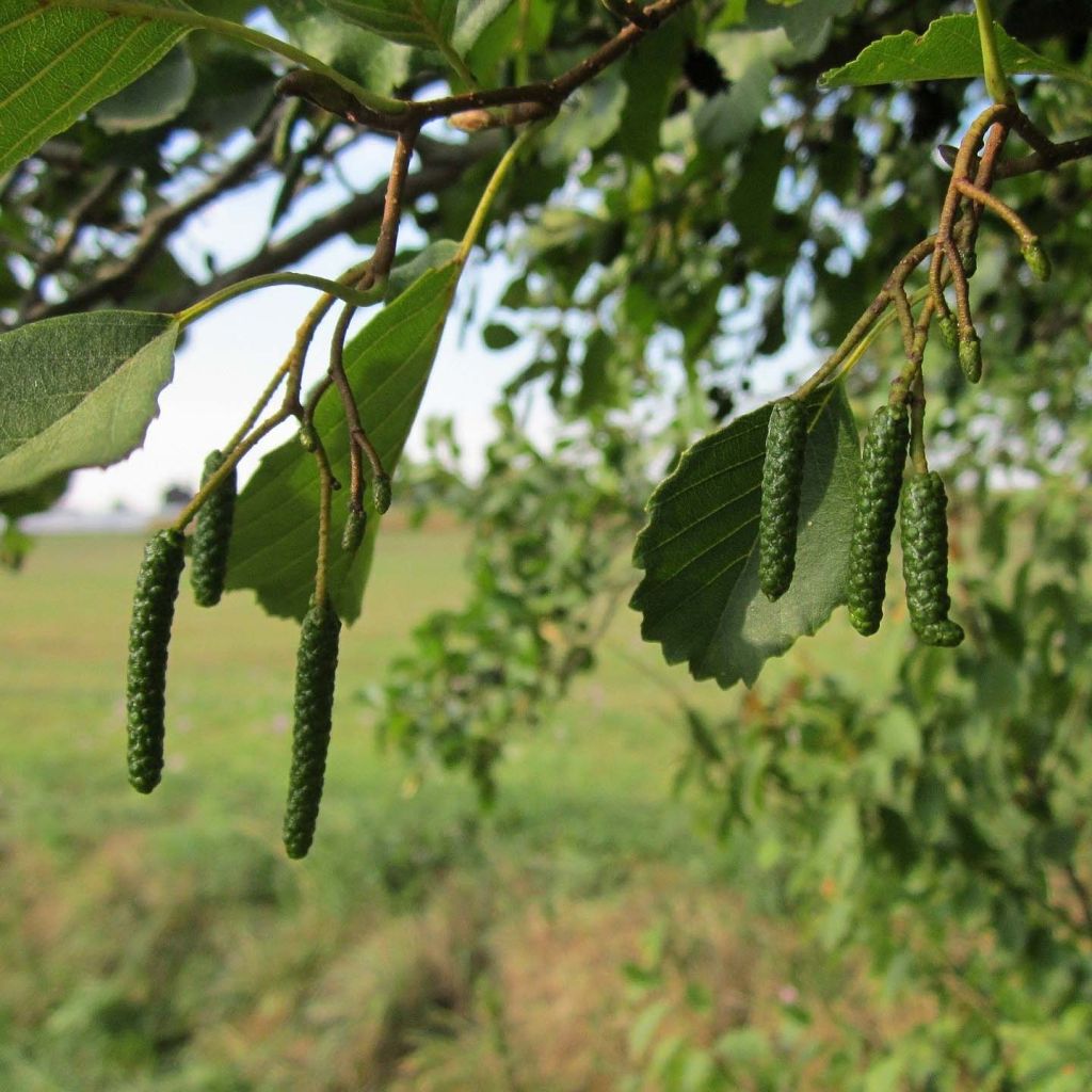 Tervaleppä - Alnus glutinosa