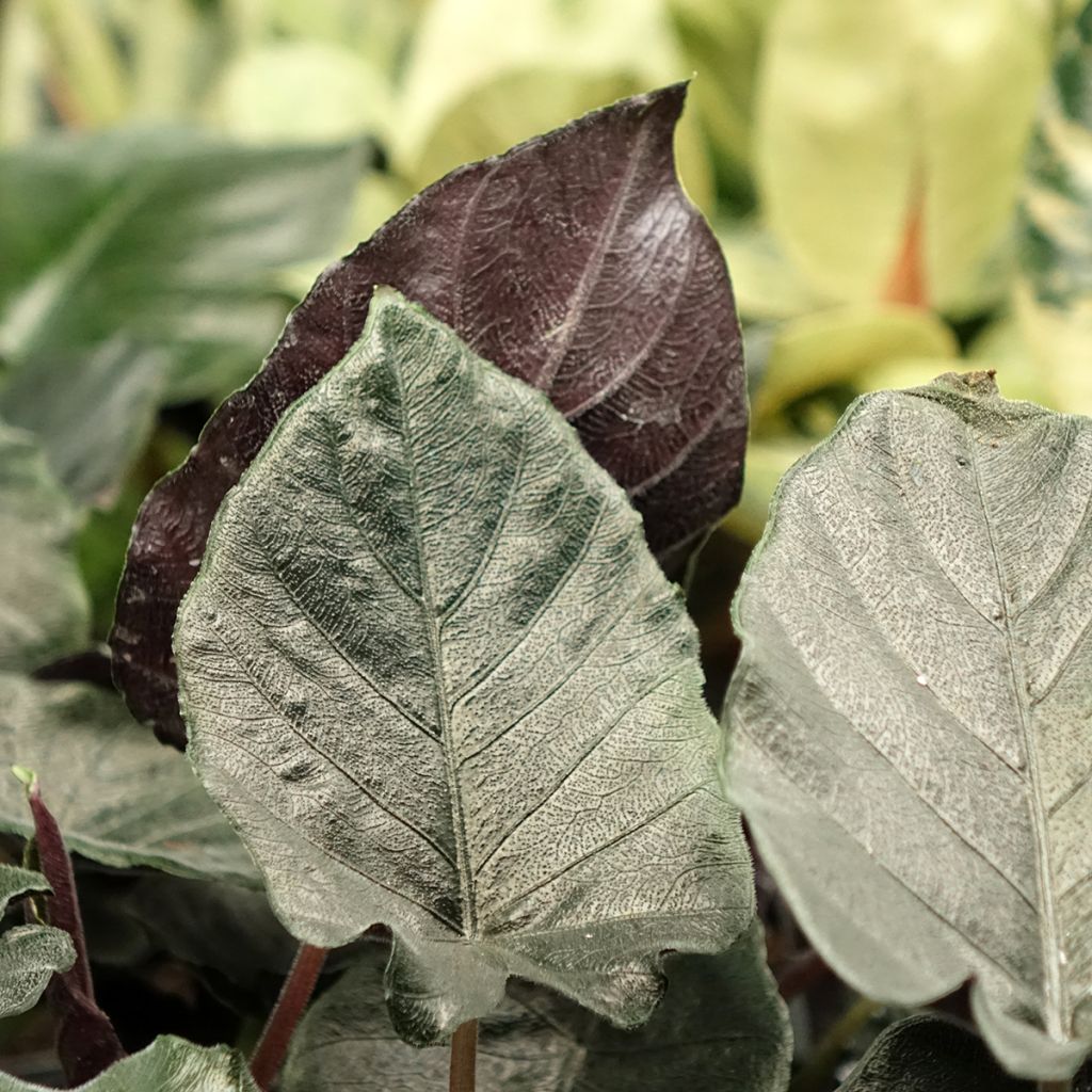 Alokasia Antoro Velvet