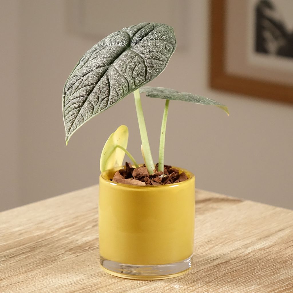 Alokasia - Alocasia melo