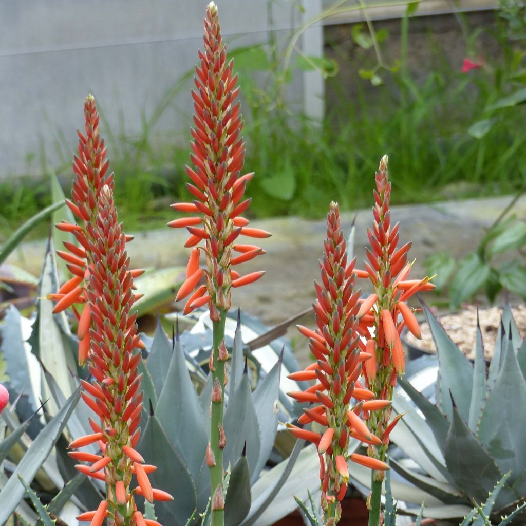 Suka-aaloe - Aloe aristata