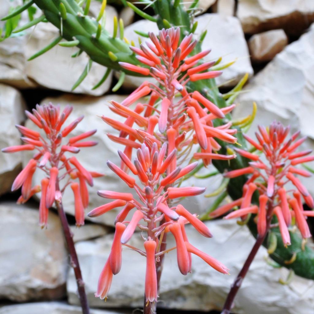 Suka-aaloe - Aloe aristata