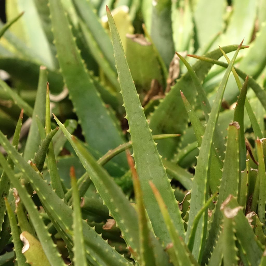Aloe Safari Sunrise