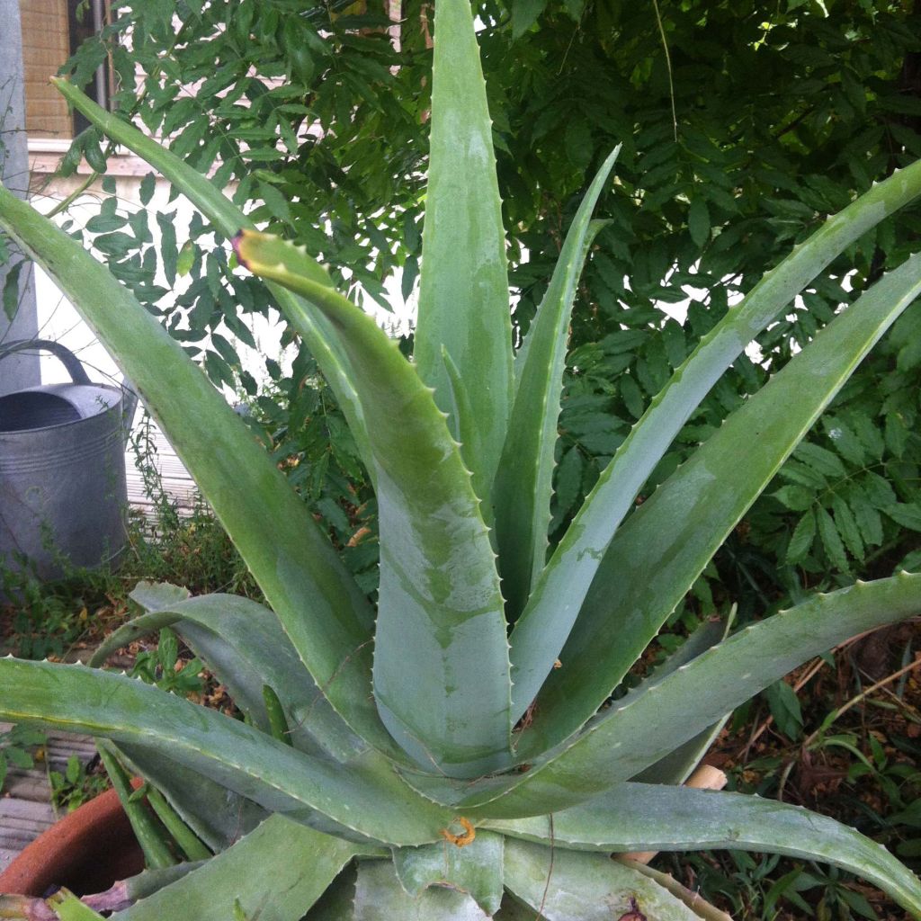 Lääkeaaloe - Aloe vera