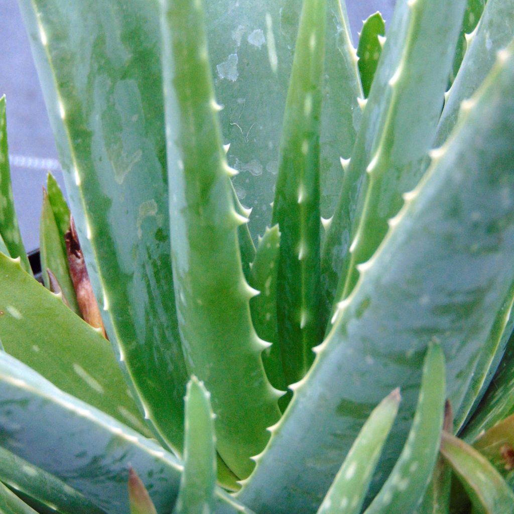 Lääkeaaloe - Aloe vera