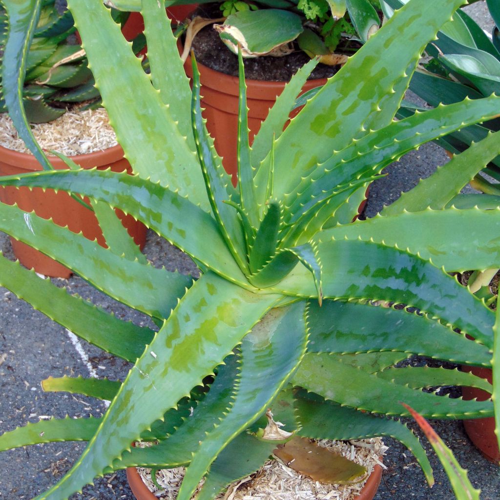 Lääkeaaloe - Aloe vera
