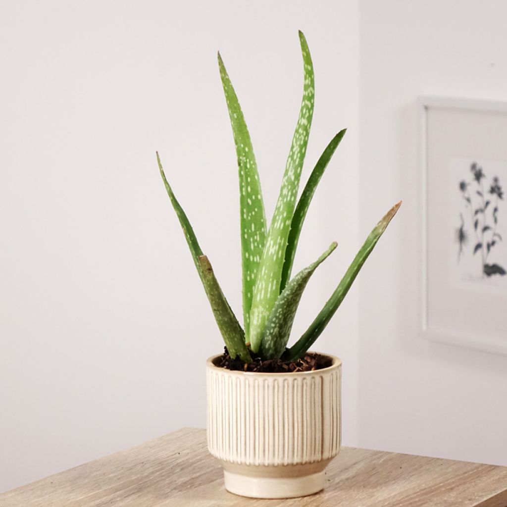 Lääkeaaloe - Aloe vera