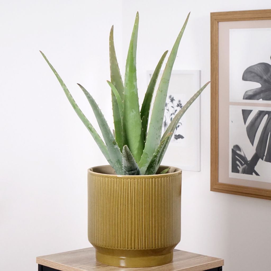 Lääkeaaloe - Aloe vera