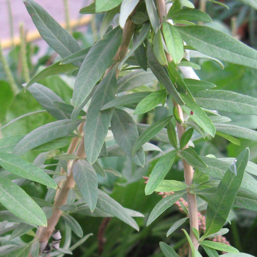 Aloysia polystachia