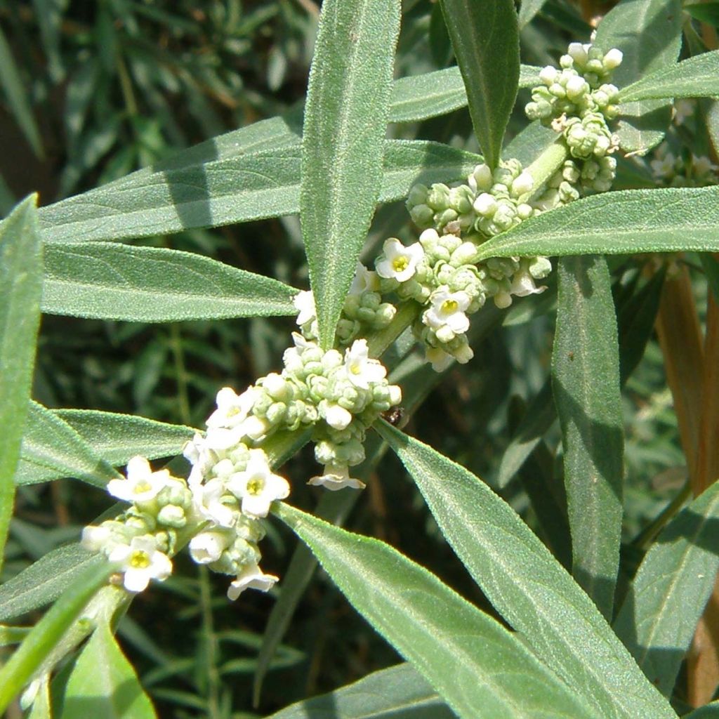 Aloysia polystachia