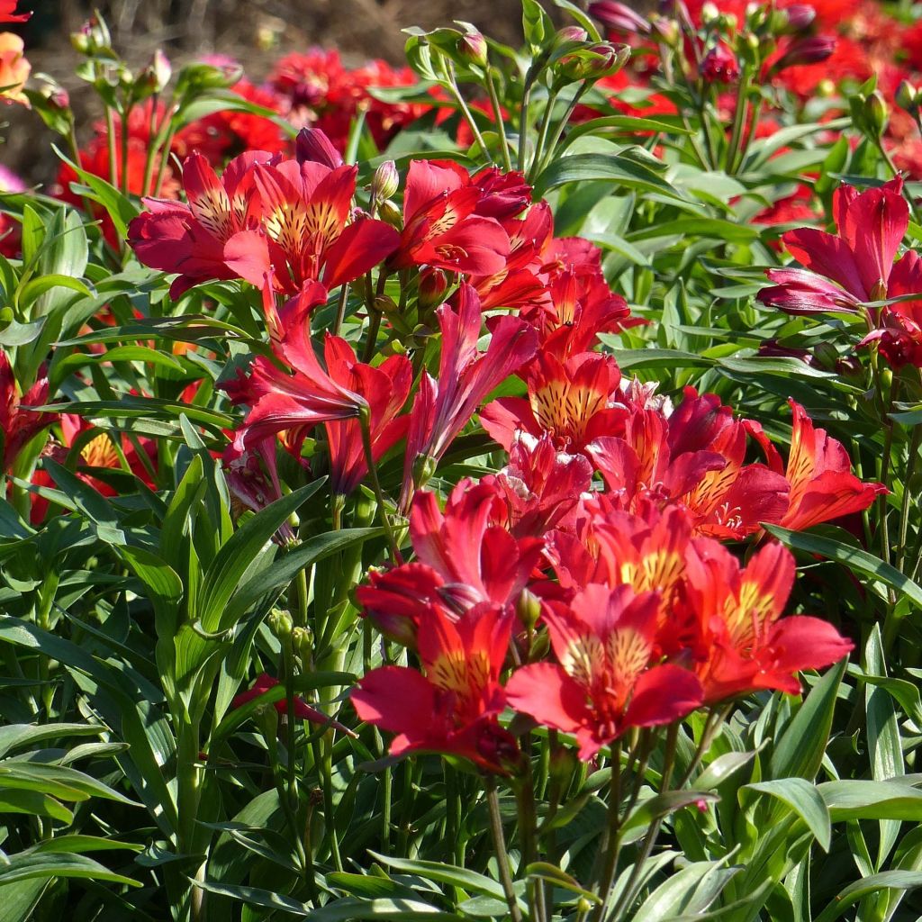 Inkalilja Summer Paradise Summer Pepper