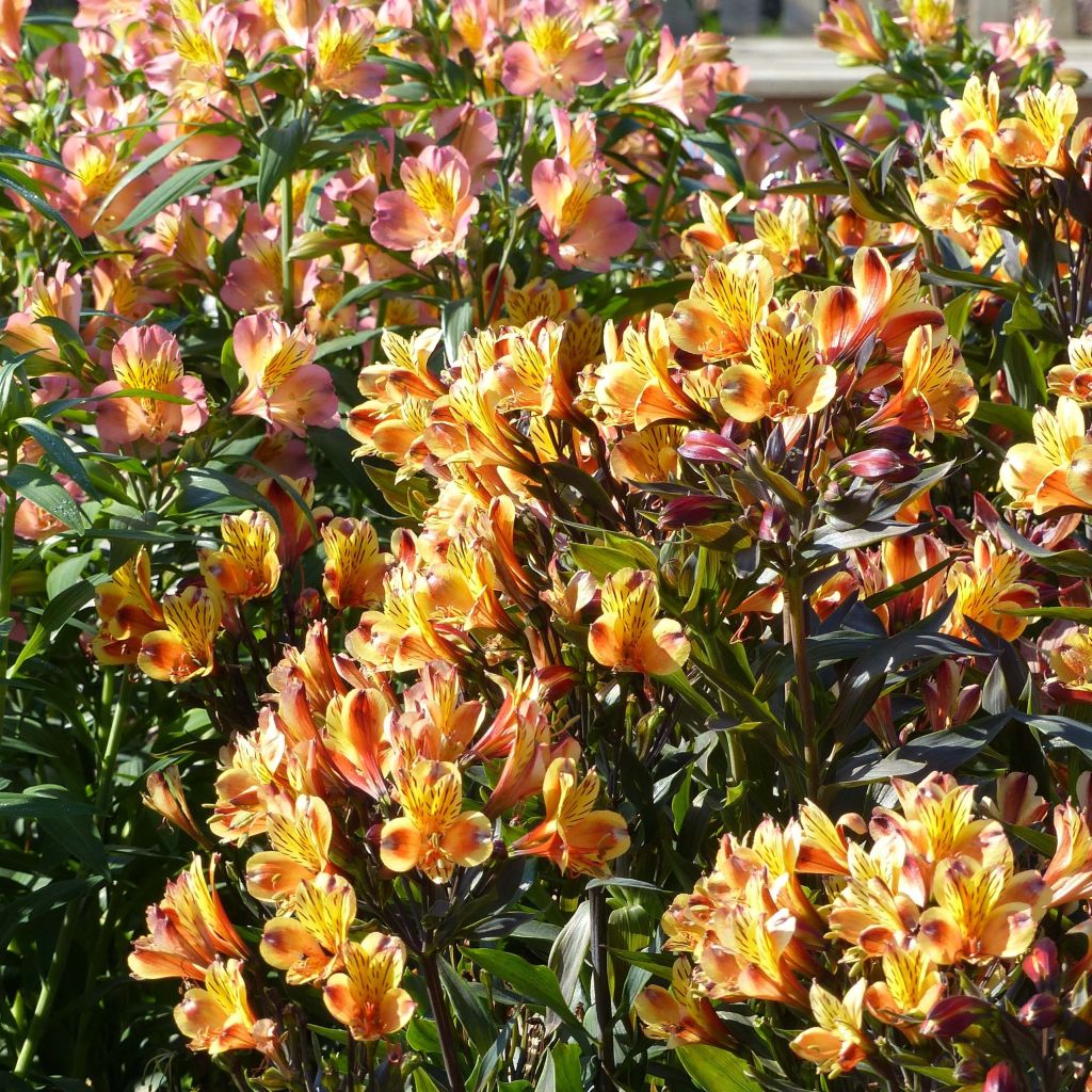Inkalilja Indian Summer