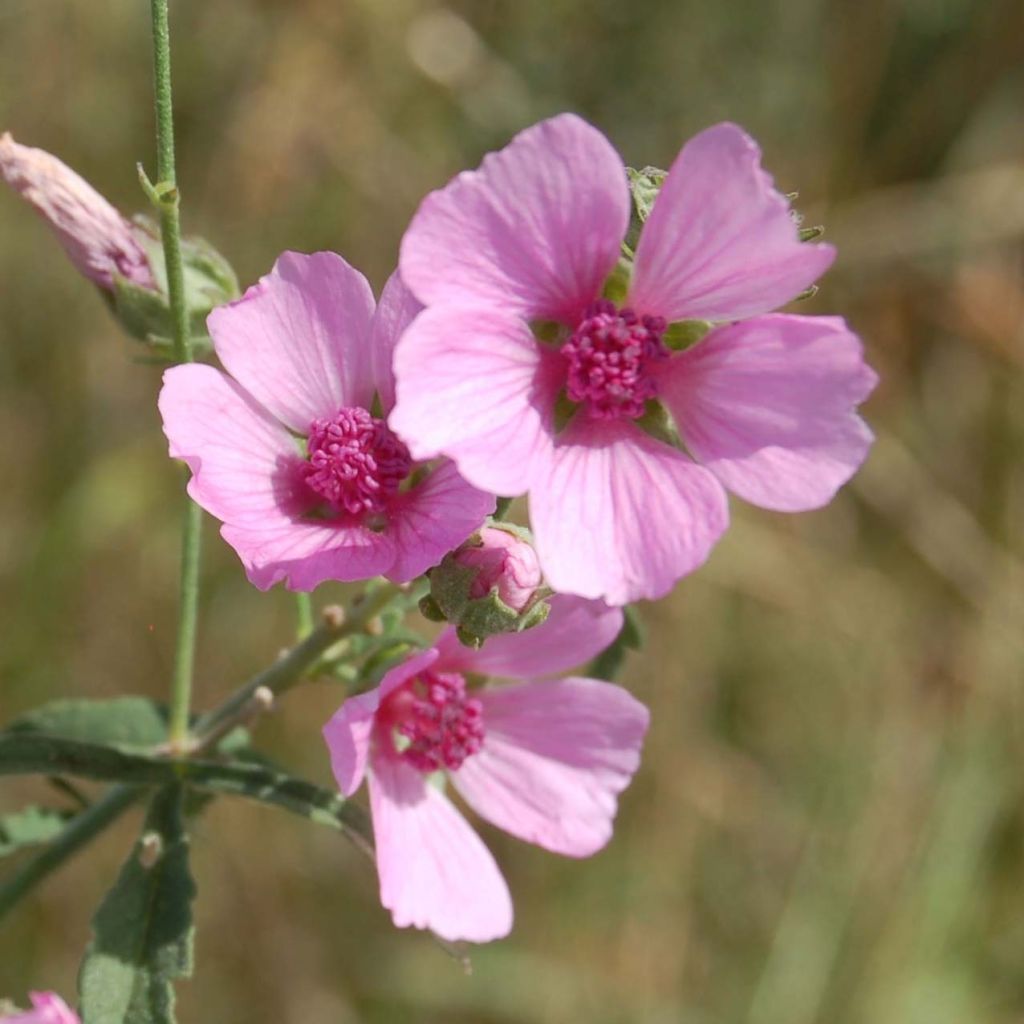 Rohtosalkoruusu - Althaea cannabina