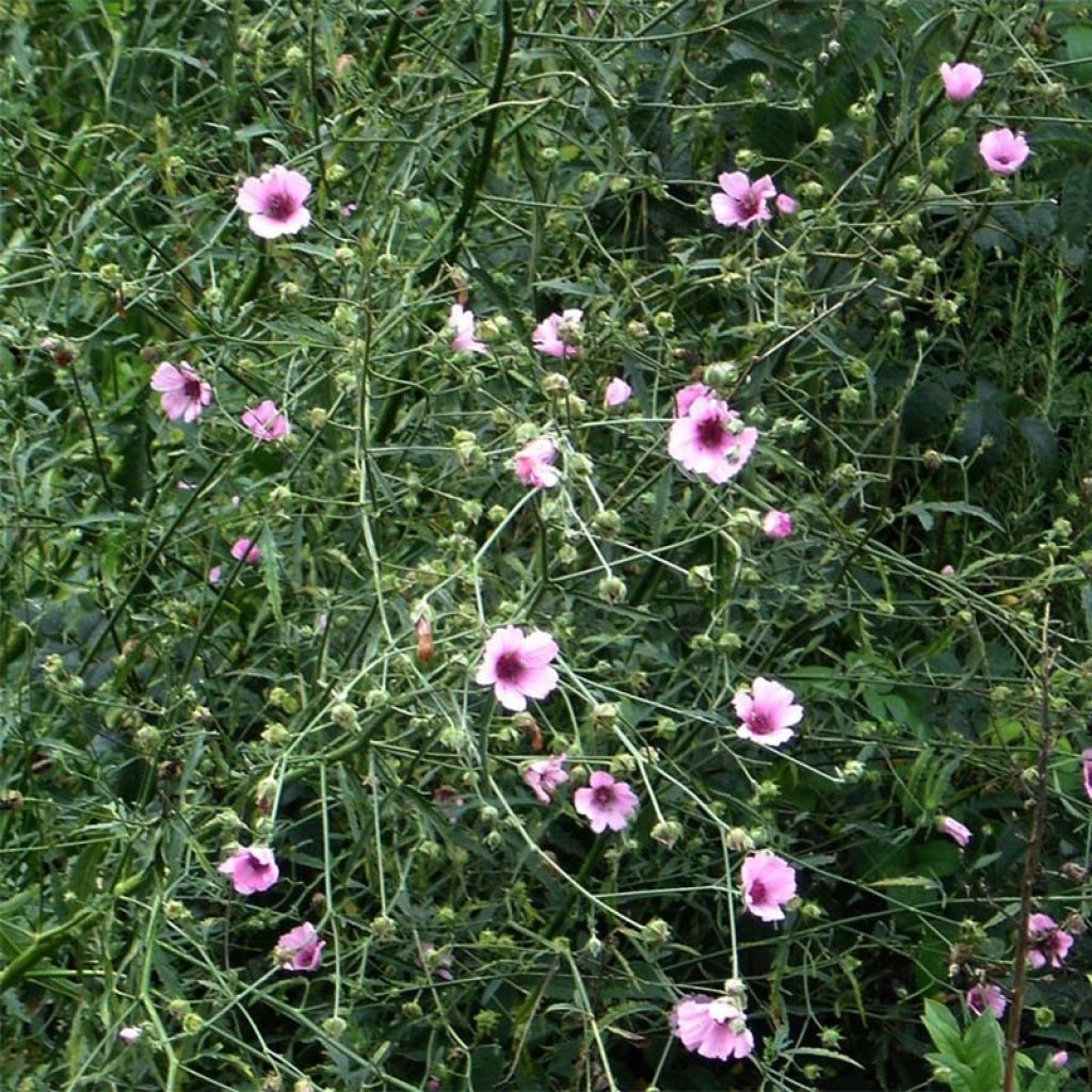 Rohtosalkoruusu - Althaea cannabina