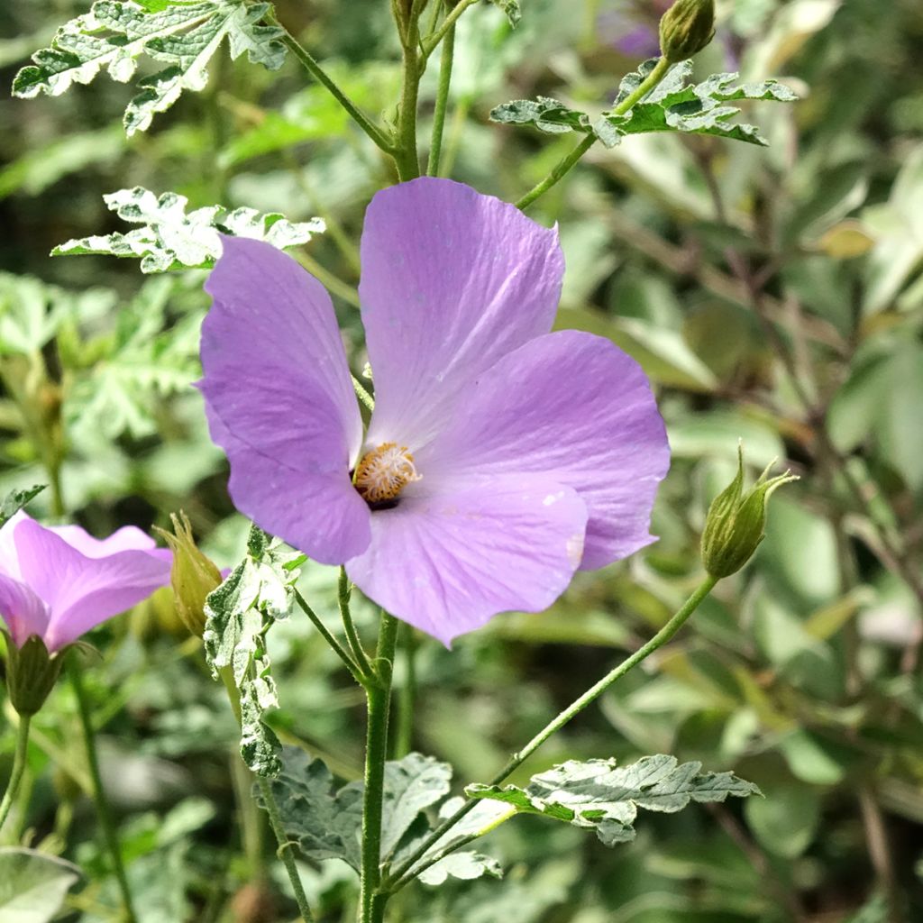 Alyogyne huegelii Santa Cruz