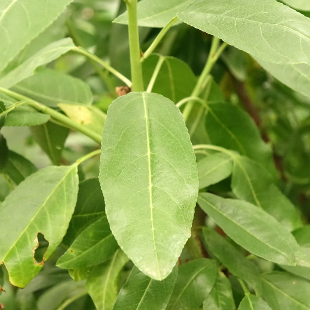 Tarhamanteli Desmayo Largueta