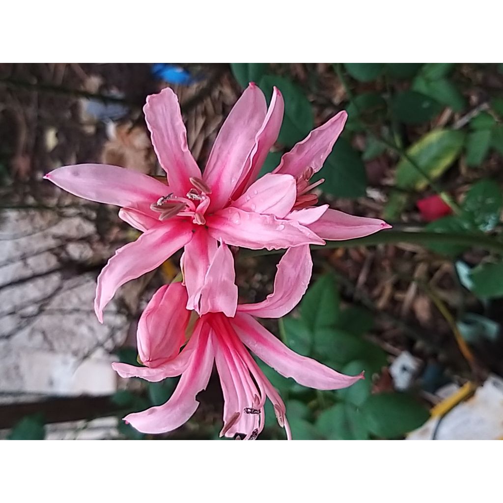 Amarine tubergenii belladiva Anastasia