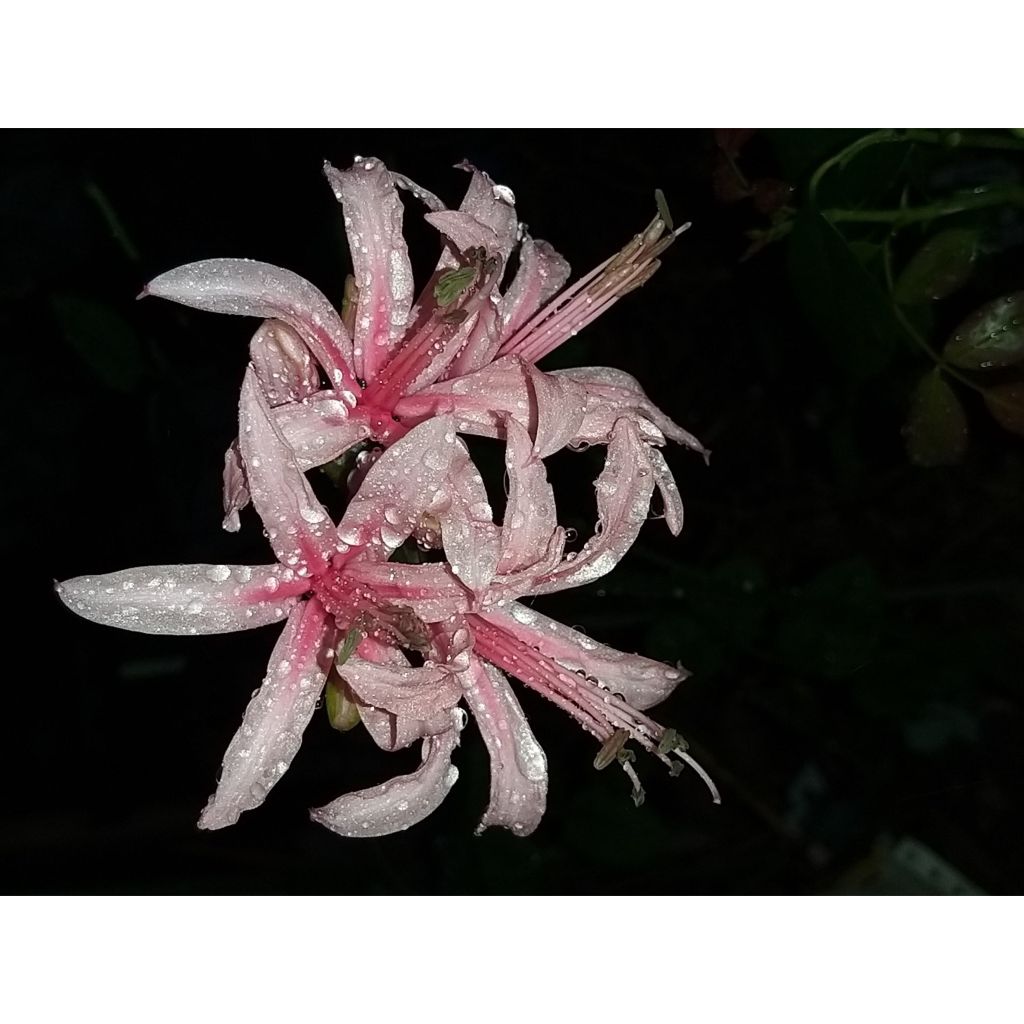 Amarine tubergenii belladiva Anastasia