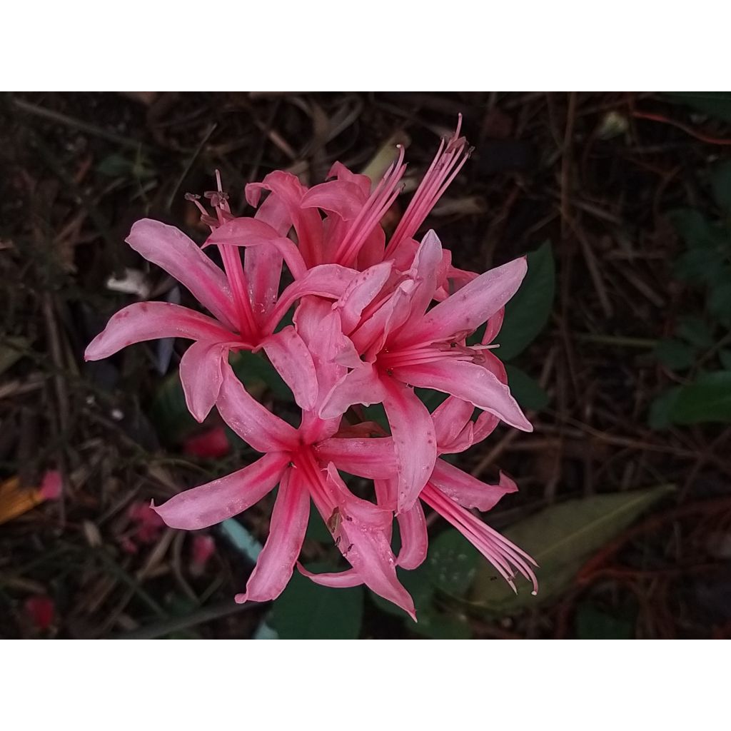 Amarine tubergenii belladiva Anastasia