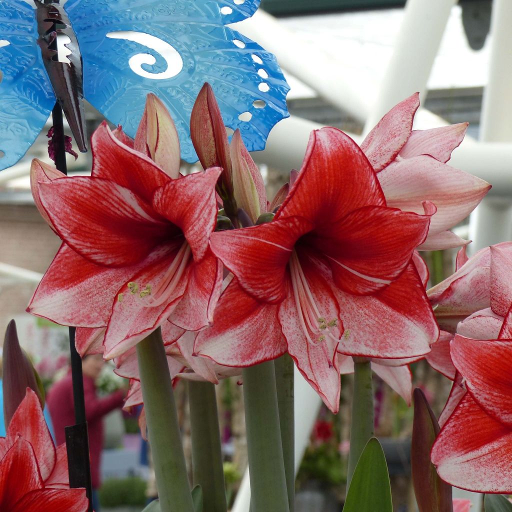Ritarinkukka Hippeastrum charisma