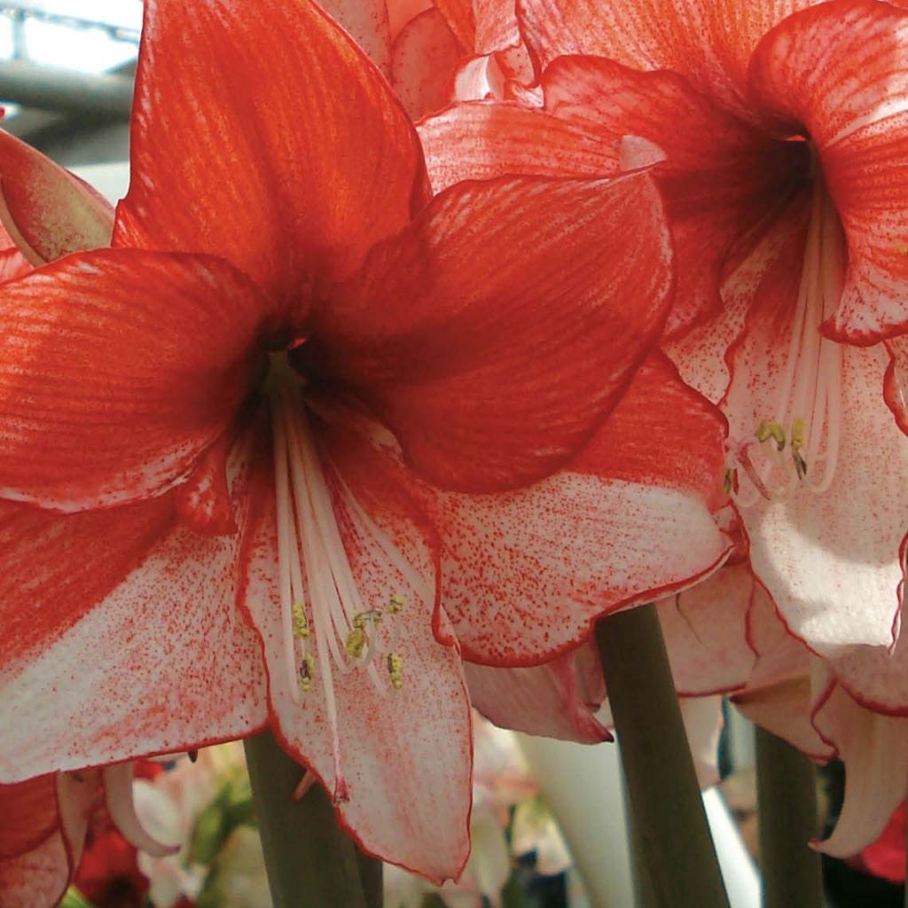 Ritarinkukka Hippeastrum charisma