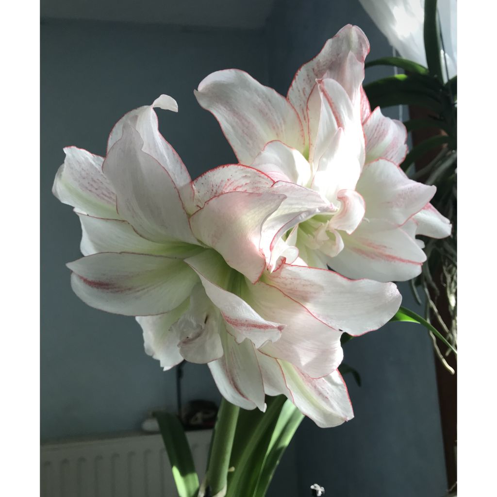 Ritarinkukka Double Aphrodite
