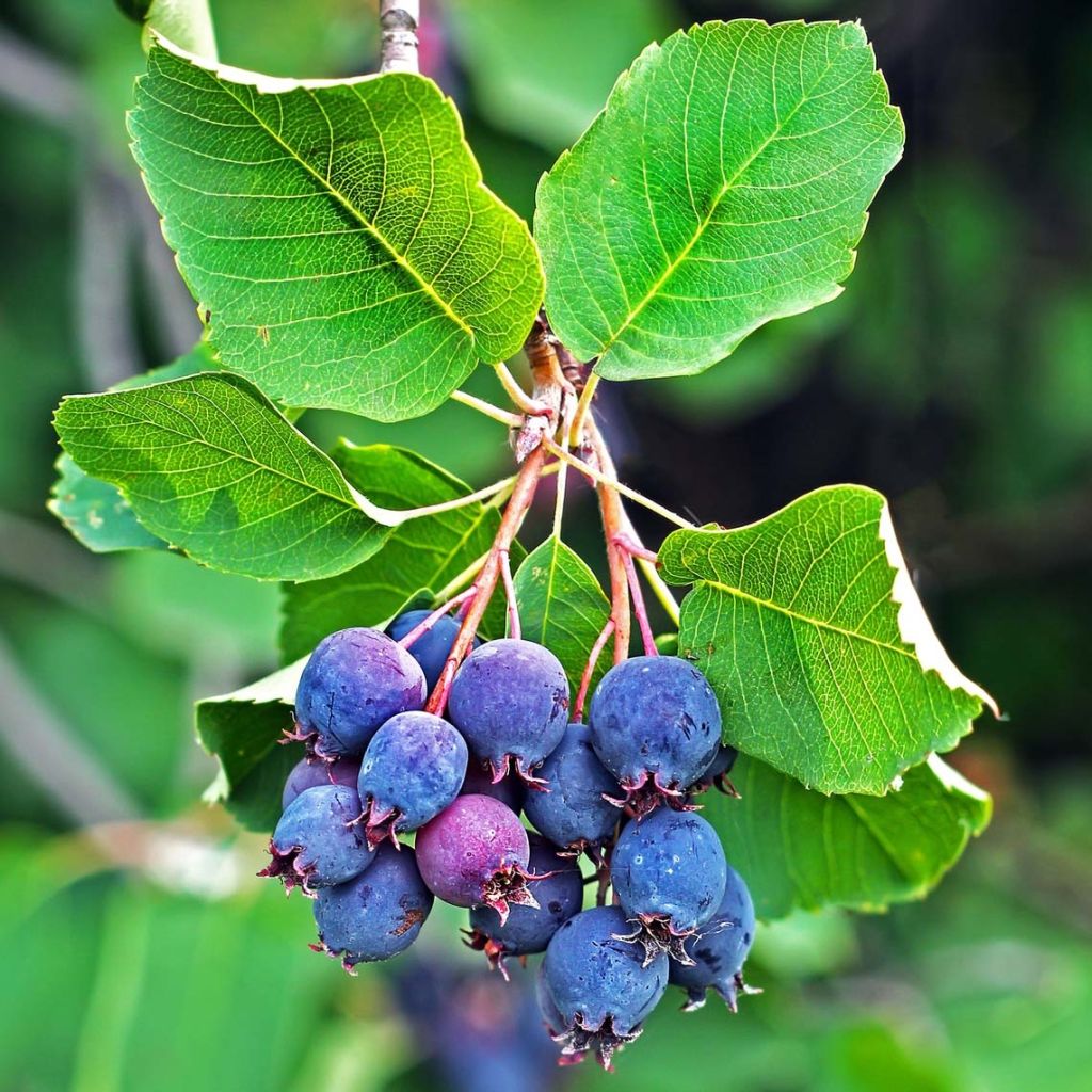 Marjatuomipihlaja Saskatoon Berry