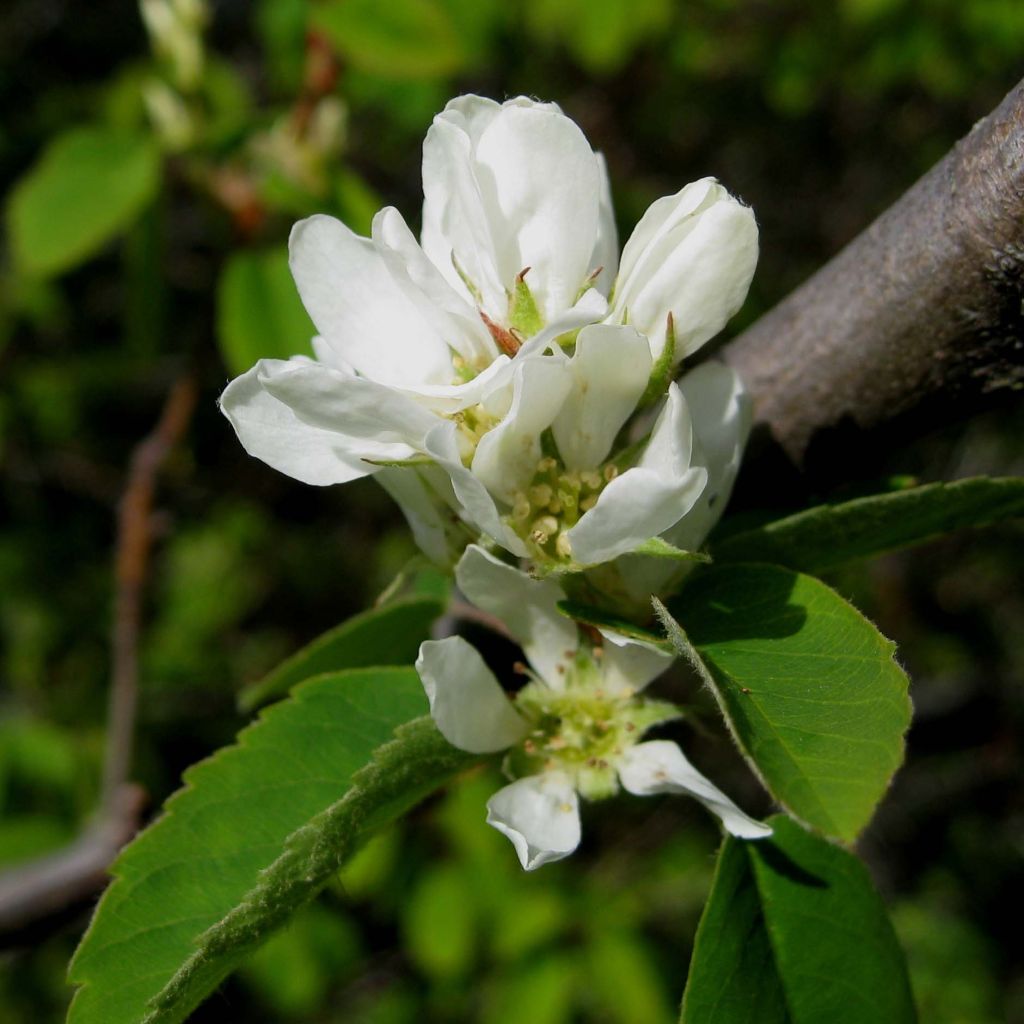 Marjatuomipihlaja Saskatoon Berry