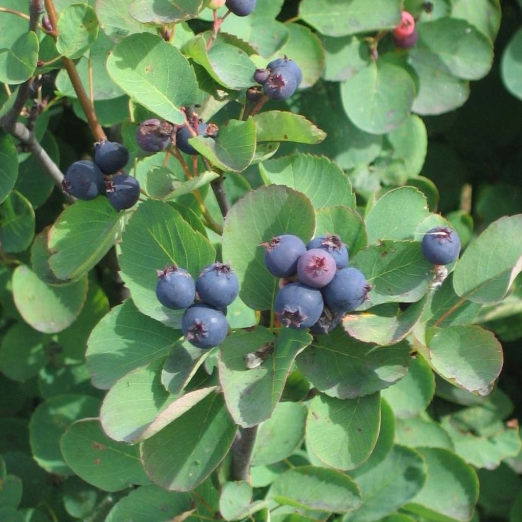 Marjatuomipihlaja Saskatoon Berry
